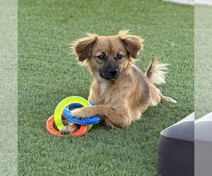 Chihuahua-Unknown Mix Dogs for adoption in Chandler, AZ, USA
