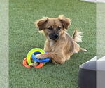 Small Chihuahua Mix