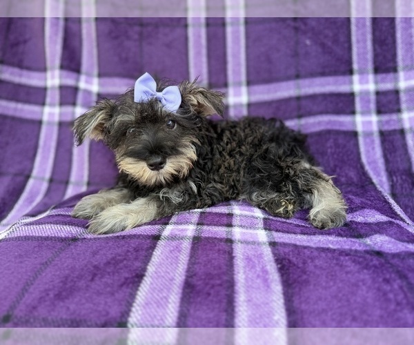 Medium Photo #8 Schnauzer (Miniature) Puppy For Sale in LAKELAND, FL, USA