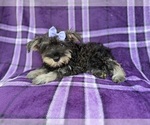 Small #7 Schnauzer (Miniature)