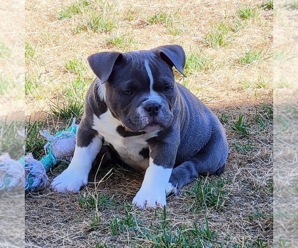 Medium Photo #11 American Bully Puppy For Sale in OLYMPIA, WA, USA