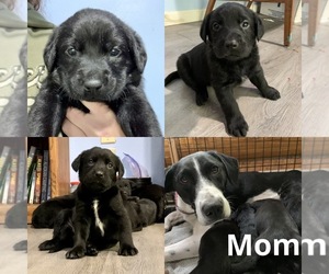 Labrador Retriever-Unknown Mix Puppy for sale in EAGLE RIVER, AK, USA