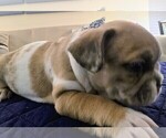 Small Photo #27 French Bulldog Puppy For Sale in CHINO HILLS, CA, USA