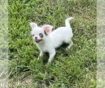 Small Photo #5 Chihuahua Puppy For Sale in STARR, SC, USA