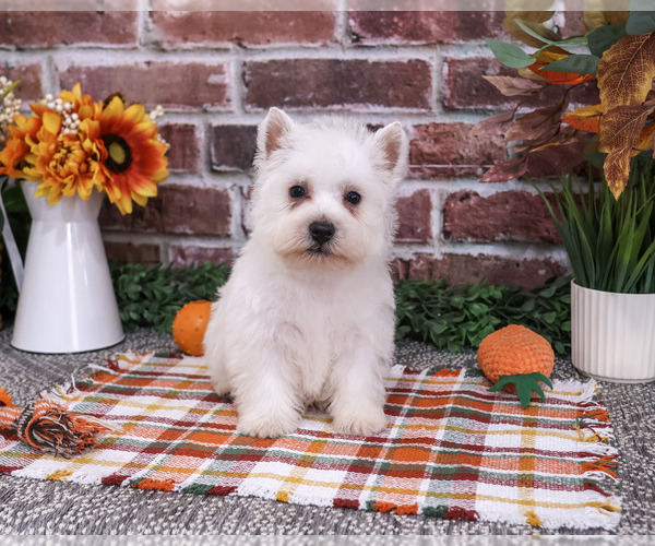 Medium Photo #7 West Highland White Terrier Puppy For Sale in SYRACUSE, IN, USA