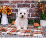 Eric - Male West Highland White Terrier Puppy for Sale - Photo #7