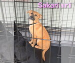 Small #24 Labrador Retriever Mix