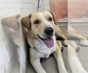 Labrador Retriever Dogs for adoption in San Bernardino, CA, USA