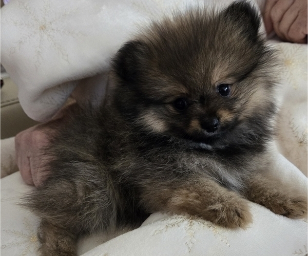 Medium Photo #6 Pomeranian Puppy For Sale in MENIFEE, CA, USA