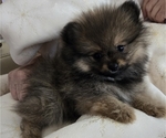 Small #5 Pomeranian