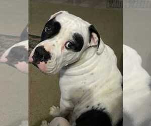 Mother of the American Bulldog puppies born on 03/26/2025