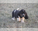 Small #7 Basset Hound