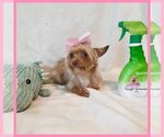 Small #2 Yorkshire Terrier