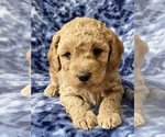 Puppy Puppy 3 Cavapoo