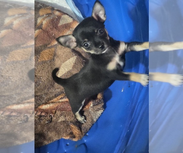 Medium Photo #1 Chihuahua Puppy For Sale in SPOTSYLVANIA, VA, USA