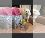Small Photo #3 Maltipoo Puppy For Sale in EMIT, NC, USA
