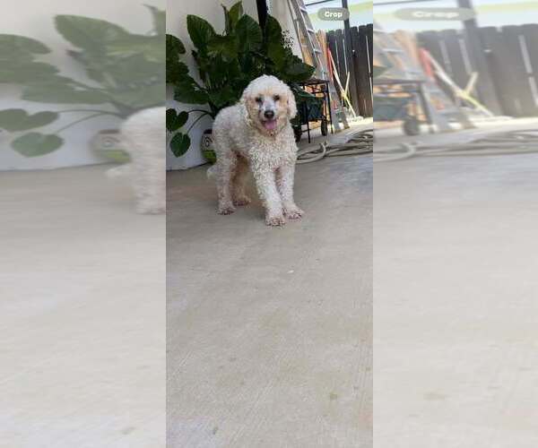 Medium Photo #3 Poodle (Miniature)-Unknown Mix Puppy For Sale in Brewster, NY, USA