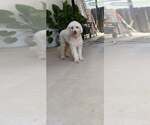 Small #2 Poodle (Miniature) Mix