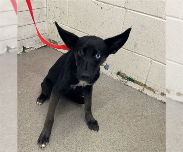 Medium Photo #1 German Shepherd Dog-Siberian Husky Mix Puppy For Sale in San Bernardino, CA, USA