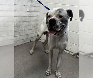 Boxer Dogs for adoption in San Bernardino, CA, USA