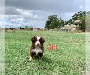 Miniature Australian Shepherd Puppy for sale in EL CAMPO, TX, USA