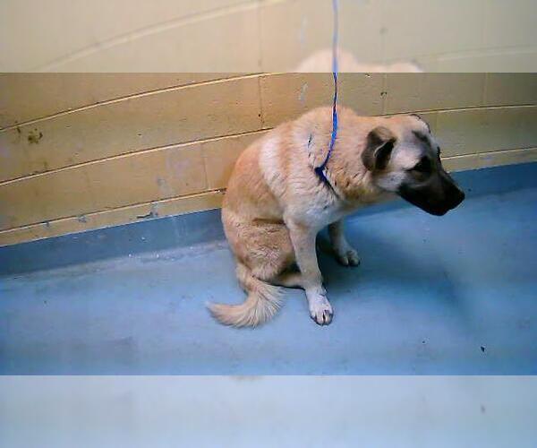 Medium Photo #1 Great Pyrenees-Unknown Mix Puppy For Sale in Tulsa, OK, USA