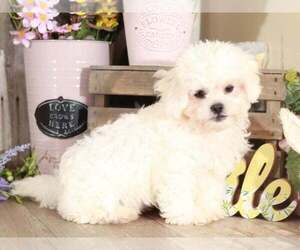 Zuchon Puppy for sale in MOUNT VERNON, OH, USA