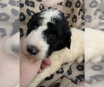 Small Photo #6 Poodle (Standard) Puppy For Sale in VENETA, OR, USA