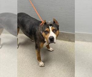American Pit Bull Terrier-Unknown Mix Dogs for adoption in Las Vegas, NV, USA