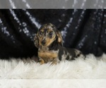 Small #3 Dachshund