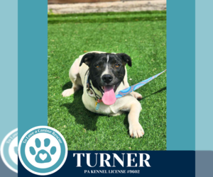 Beagle-Pointer Mix Dogs for adoption in Kimberton, PA, USA