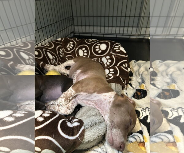 Medium Photo #4 Dachshund-Unknown Mix Puppy For Sale in Mechanicsburg, PA, USA