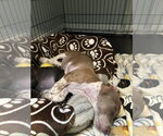 Small #3 Dachshund Mix