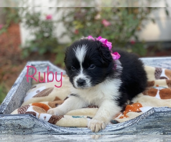 Medium Photo #1 Australian Shepherd Puppy For Sale in CLEBURNE, TX, USA