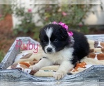 Small Photo #1 Australian Shepherd Puppy For Sale in CLEBURNE, TX, USA