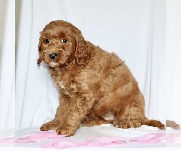 Medium Photo #2 Goldendoodle (Miniature) Puppy For Sale in GAP, PA, USA