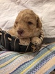 Small Photo #2 Labradoodle Puppy For Sale in CLAY, PA, USA