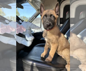 Medium Belgian Malinois