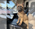 Puppy Cosmos Belgian Malinois