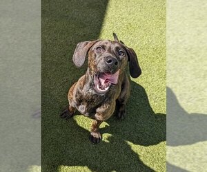 Plott Hound-Unknown Mix Dogs for adoption in Valrico, FL, USA
