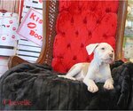 Small Photo #16 Mutt Puppy For Sale in Wakefield, RI, USA