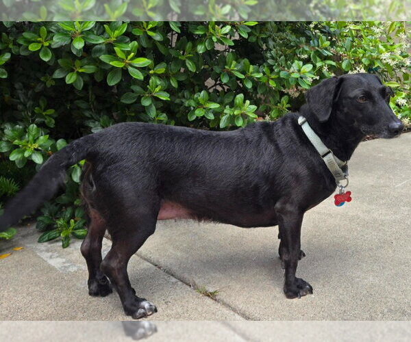 Medium Photo #4 Dachshund-Unknown Mix Puppy For Sale in San Diego, CA, USA