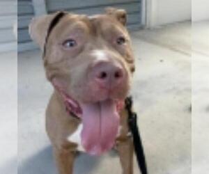 Mutt Dogs for adoption in Las Vegas, NV, USA