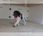 Small Photo #12 F2 Aussiedoodle Puppy For Sale in KINSTON, NC, USA