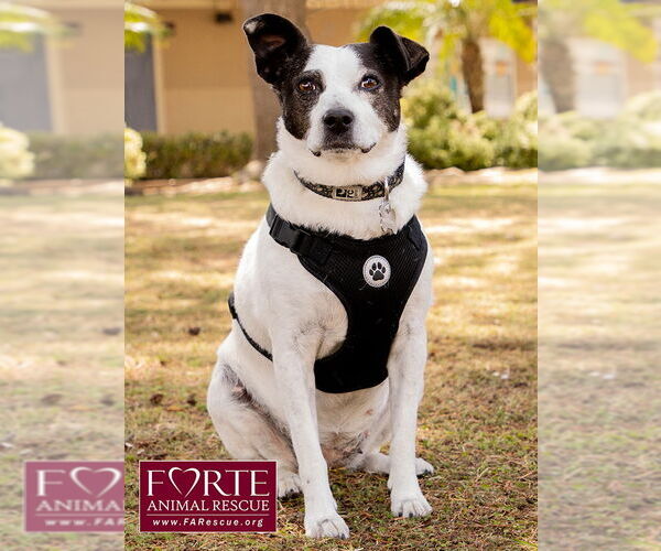 Medium Photo #2 Jack-A-Bee Puppy For Sale in Marina del Rey, CA, USA