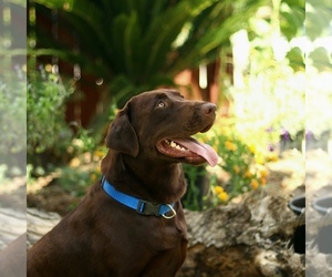 Labrador Retriever Dogs for adoption in VALLEJO, CA, USA