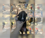 Puppy Purple Boxer