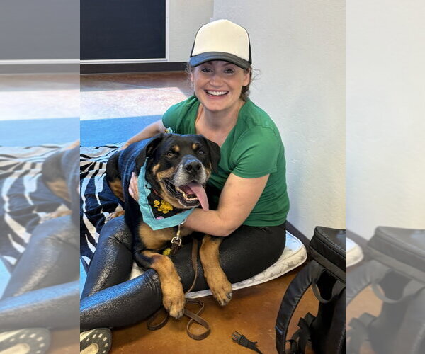Medium Photo #13 Rottweiler Puppy For Sale in Gilbert, AZ, USA