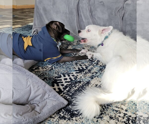 Medium Photo #8 Great Pyrenees-Unknown Mix Puppy For Sale in Fargo, ND, USA