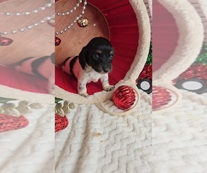 Dachshund Puppy for sale in JASONVILLE, IN, USA